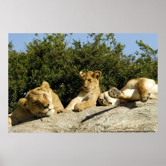 Poster Lion Cub (Devant)