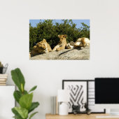 Poster Lion Cub (Bureau à domicile)