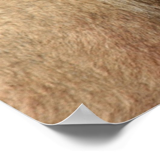 Poster Lion Cub (Coin)