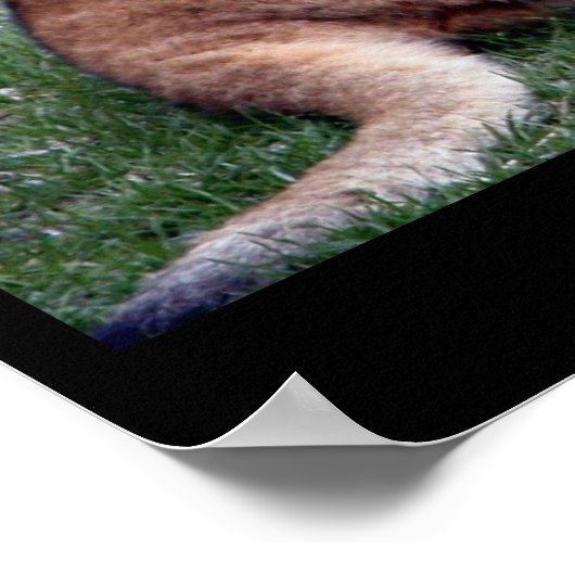 POSTER LION CUB (Coin)