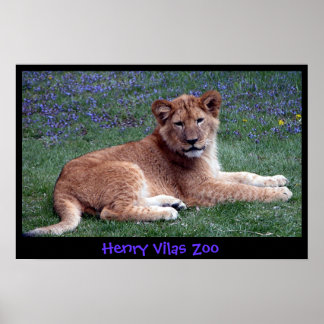 POSTER LION CUB
