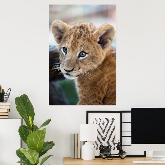 Poster Lion Cub (Bureau à domicile)