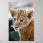 Poster Lion Cub (Devant)