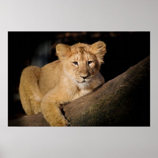 Poster Lion Cub (Devant)