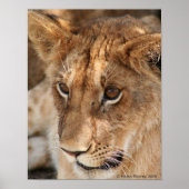 Poster Lion Cub (Devant)