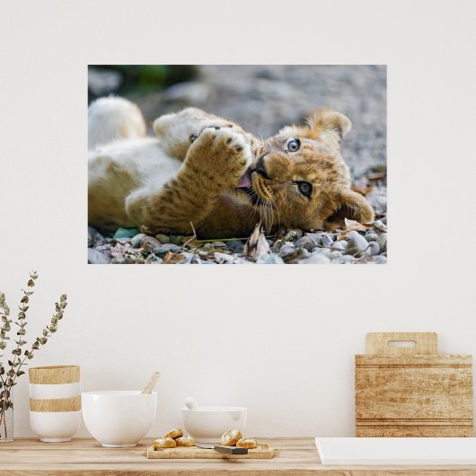 Poster Lion Cub 2 (Cuisine)