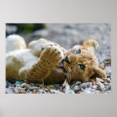 Poster Lion Cub 2 (Devant)