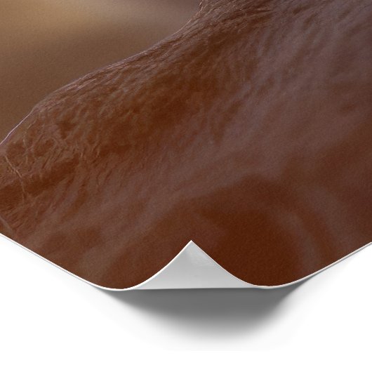 Poster Lion Cub animal sauvage Tranquille paisible (Coin)