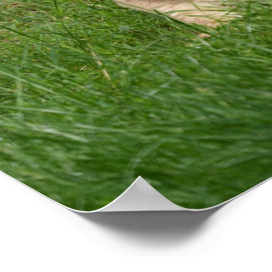 Poster Lion Cub Dans L'Herbe (Coin)