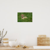 Poster Lion Cub Dans L'Herbe (Cuisine)