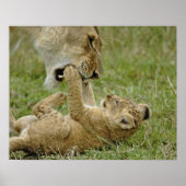 Poster Lion Cub Jouer (Devant)