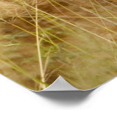 Poster Lion Cub & Mother (Coin)