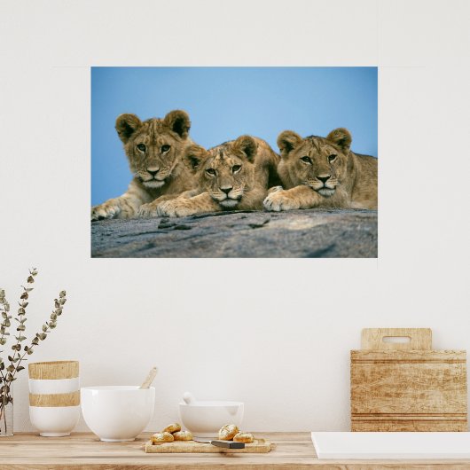 Poster Lion Cubs (Cuisine)