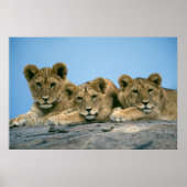 Poster Lion Cubs (Devant)