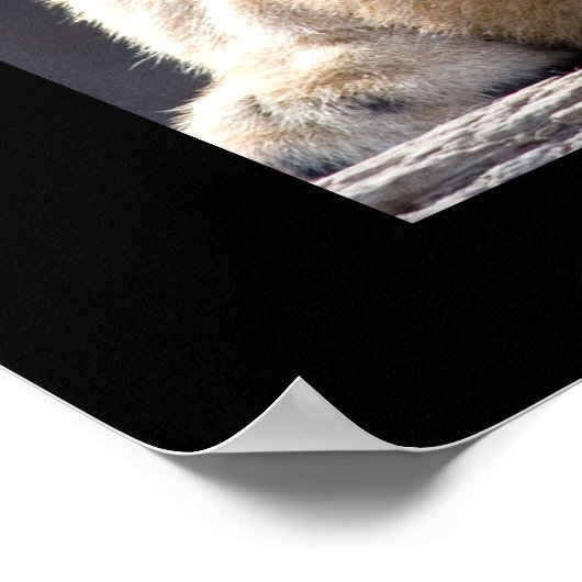 Poster Lion Cubs (Coin)