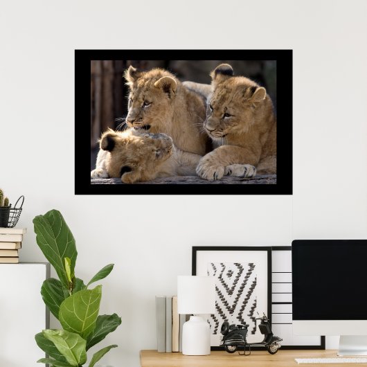 Poster Lion Cubs (Bureau à domicile)