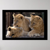 Poster Lion Cubs (Devant)