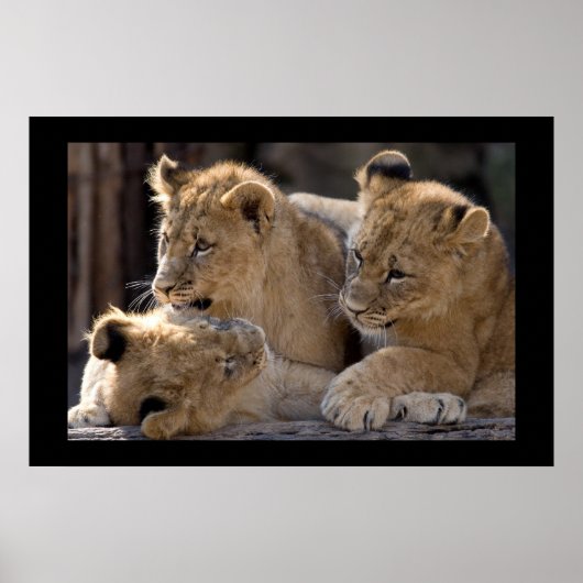 Poster Lion Cubs (Devant)
