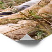 Poster Lion Cubs Lounge (Coin)