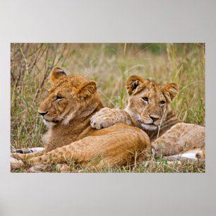 Poster Lion Cubs Lounge
