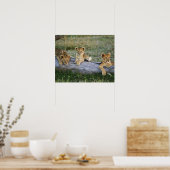 Poster Lion cubs on log, Panthera leo, Masai Mara, 2 (Cuisine)