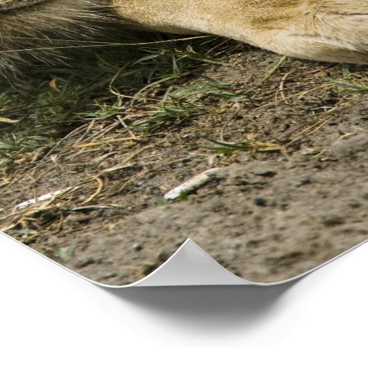 Poster Lion d'Afrique, Lion panthère, endormi (Coin)