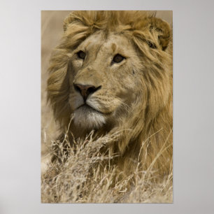 Poster Lion d'Afrique, Panthera leo, Portrait d'un