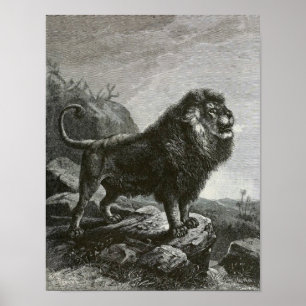 Poster Lion de Barbarie