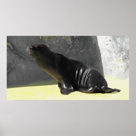 Poster Lion de mer (Devant)