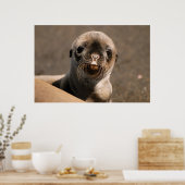 Poster Lion de mer des Galapagos (Cuisine)