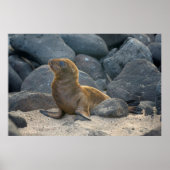 Poster Lion de mer des Galapagos (Devant)