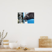 Poster Lion de mer des Galapagos somnolent (Cuisine)