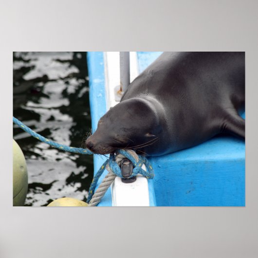 Poster Lion de mer des Galapagos somnolent (Devant)