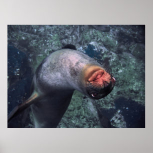 Poster Lion de mer joueuse