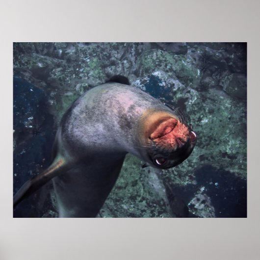 Poster Lion de mer joueuse (Devant)