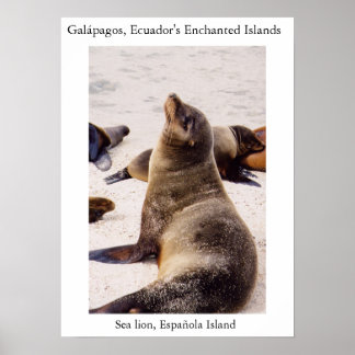 Poster Lion de mer relaxant les muscles du cou