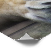 Poster Lion de montagne (Coin)