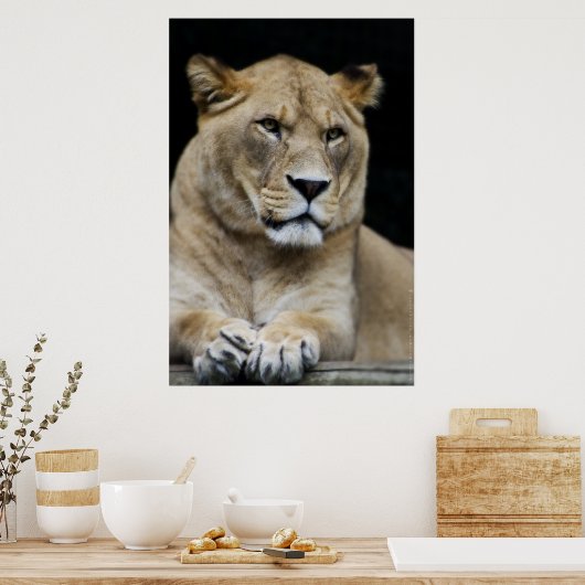 Poster Lion de montagne (Cuisine)