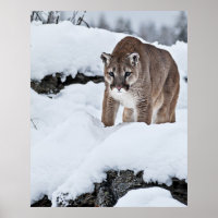 Lion de montagne à la chasse