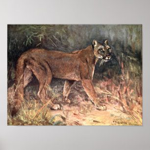 Poster Lion de montagne, Puma ou Cougar par CE Swan