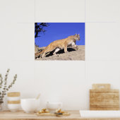 Poster Lion de montagne sur la calle Imprimer (Cuisine)