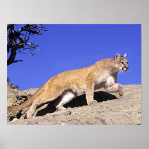 Poster Lion de montagne sur la calle Imprimer
