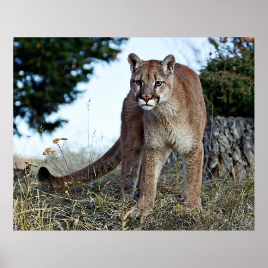 Poster Lion de montagne sur la montagne (Devant)