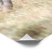 Poster Lion de Yawning (Coin)