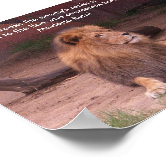 Poster Lion - Devis (Coin)