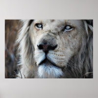 Lion écoute mon pouls Afrique