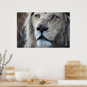 Poster Lion écoute mon pouls Afrique (Cuisine)