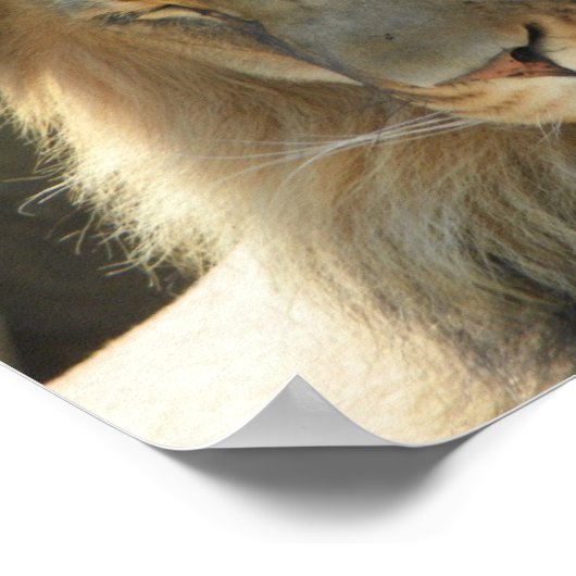 Poster lion en sommeil (Coin)