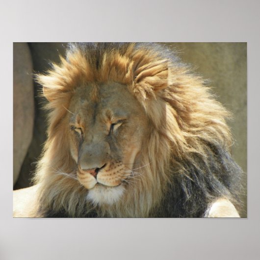 Poster lion en sommeil (Devant)