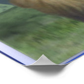 Poster Lion et agneau (Coin)